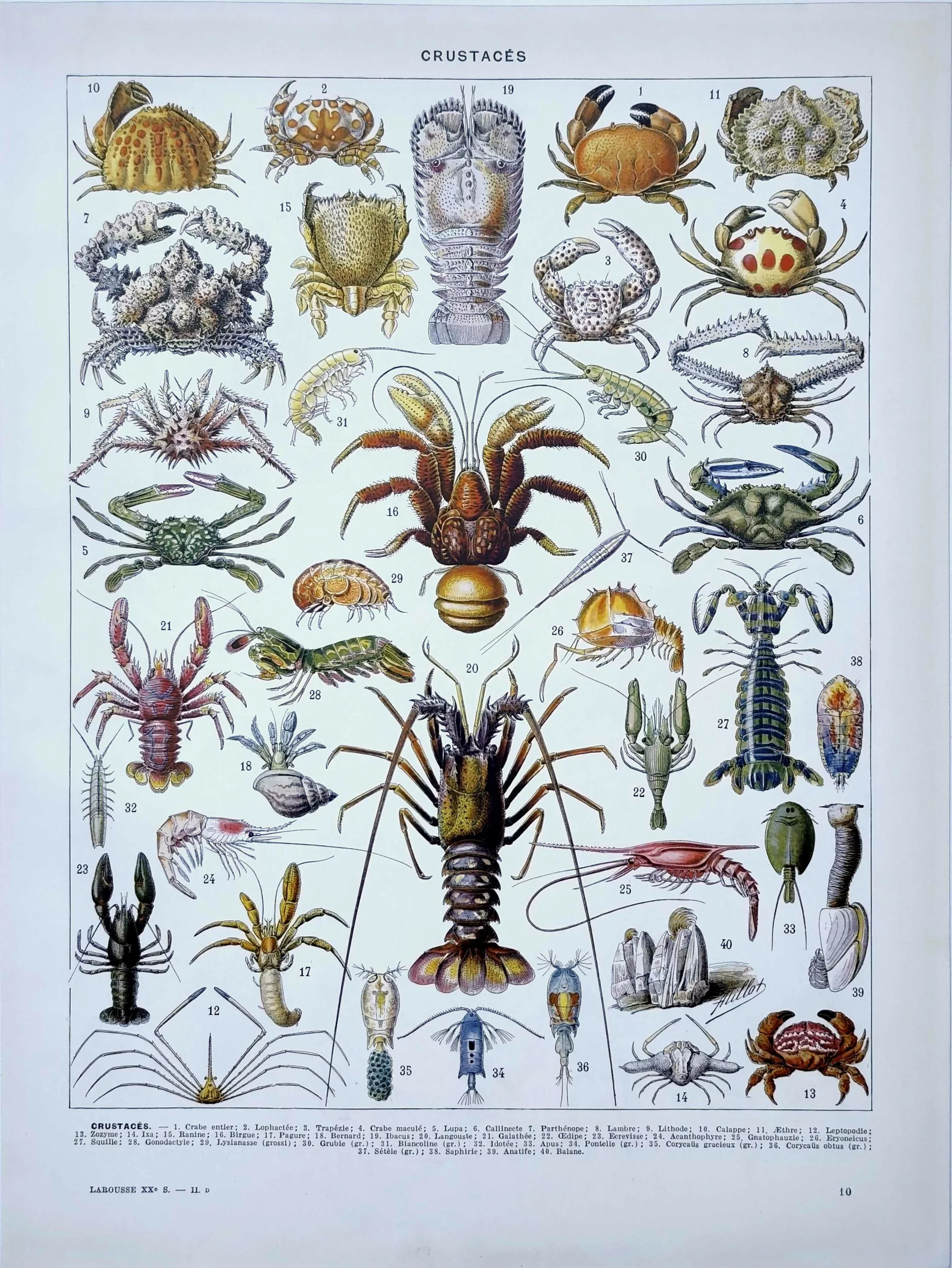 Crustacés illustrés par Adolphe Millot, planche zoologique ancienne