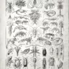 XX21929CRUS-V-crustaces Crustacés, seconde composition zoologique, verso de la planche d’Adolphe Millot de 1929