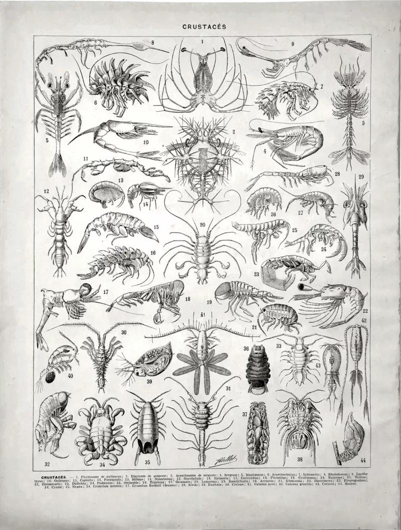 XX21929CRUS-V-crustaces Crustacés, seconde composition zoologique, verso de la planche d’Adolphe Millot de 1929