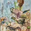 XX51932OCGR-oceanographie-animaux-marins-A10 Océanographie, animaux marins
