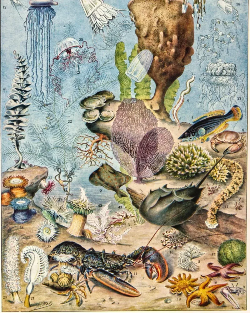 XX51932OCGR-oceanographie-animaux-marins-A10 Océanographie, animaux marins