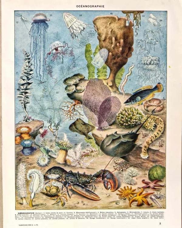 XX51932OCGR-oceanographie-animaux-marins-A11 Océanographie, faune et vie marine, planche originale de 1932
