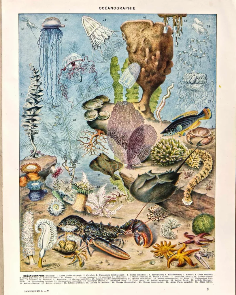 Océanographie, faune et vie marine, planche originale de 1932