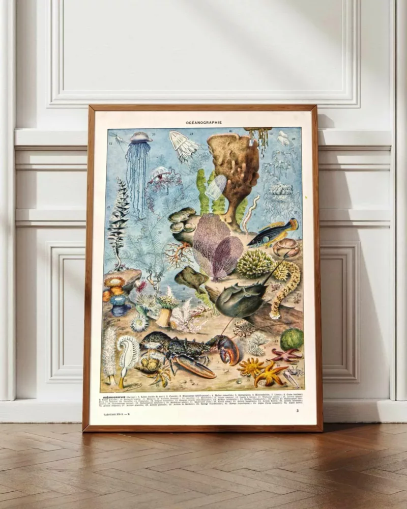 XX51932OCGR-oceanographie-animaux-marins-A12 Océanographie, animaux marins