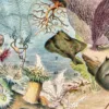 XX51932OCGR-oceanographie-animaux-marins-A13 Océanographie, animaux marins