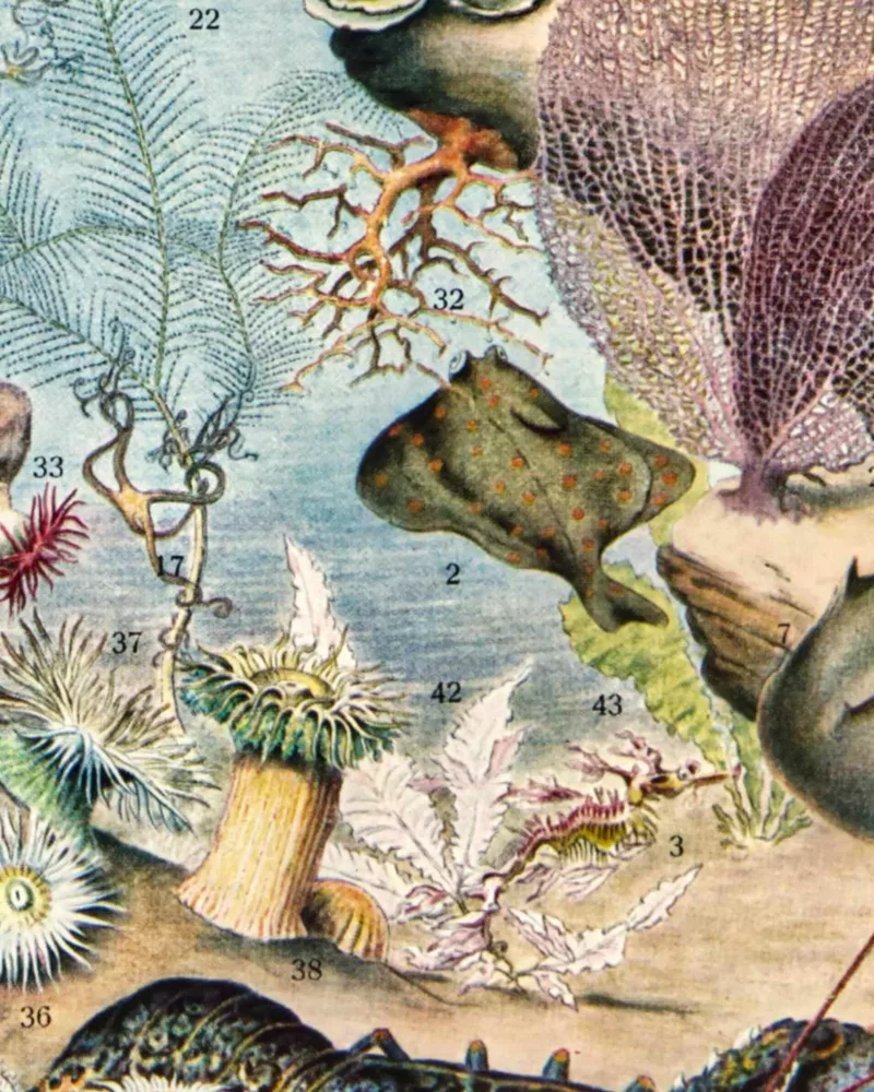 XX51932OCGR-oceanographie-animaux-marins-A13 Océanographie, animaux marins