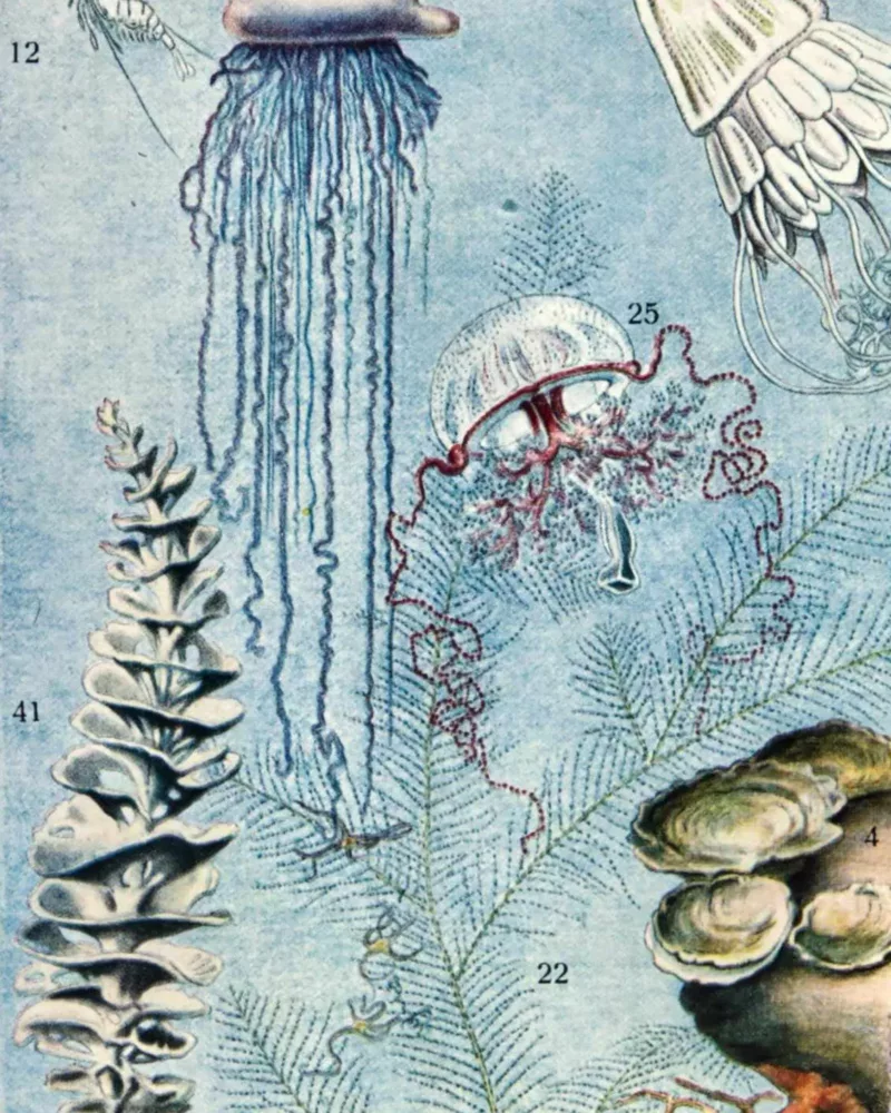 XX51932OCGR-oceanographie-animaux-marins-A14 Océanographie, animaux marins