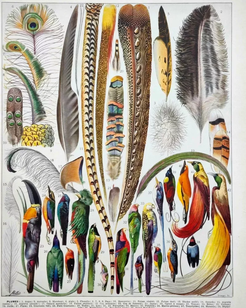 XX51932PLUM-plumes-oisaux-A10 plumes oiseaux