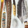 XX51932PLUM-plumes-oisaux-A13 plumes oiseaux