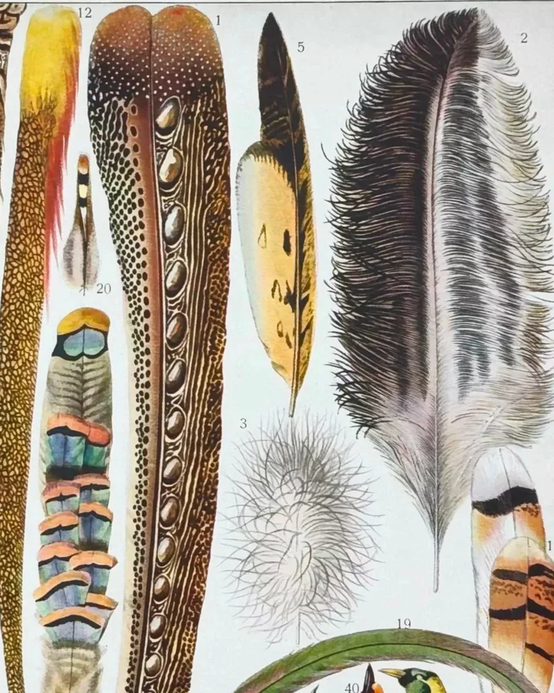 XX51932PLUM-plumes-oisaux-A13 plumes oiseaux