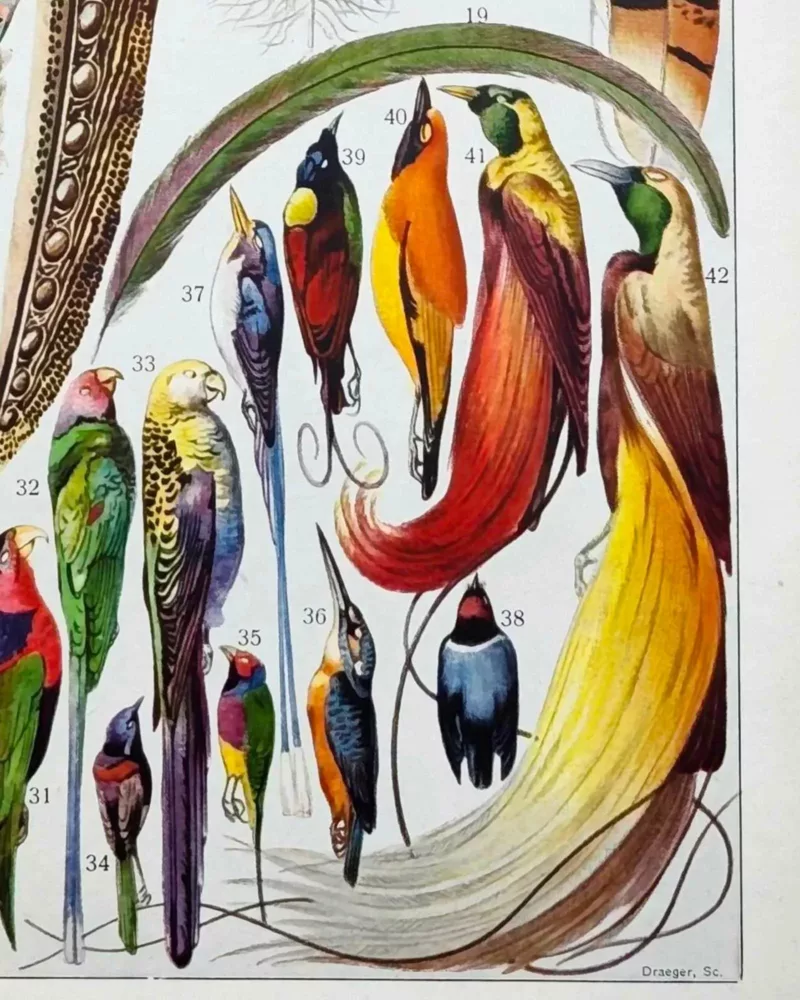 XX51932PLUM-plumes-oisaux-A14 plumes oiseaux