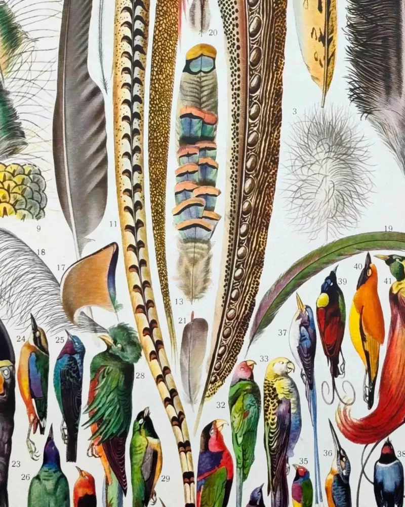 XX51932PLUM-plumes-oisaux-B10 plumes oiseaux