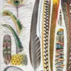 XX51932PLUM-plumes-oisaux-B13 plumes oiseaux