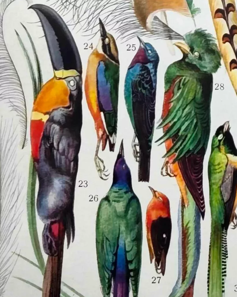 XX51932PLUM-plumes-oisaux-B14 plumes oiseaux