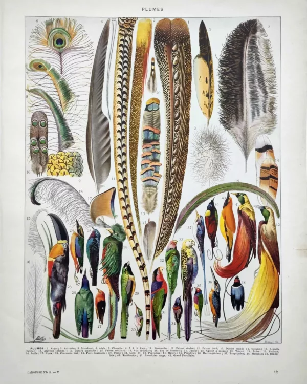 XX51932PLUM-R-plumes-oiseaux plumes oiseaux