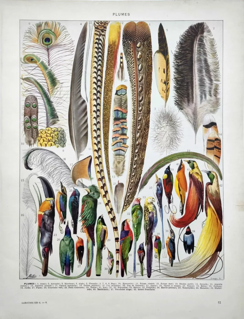 XX51932PLUM-R-plumes-oiseaux plumes oiseaux