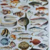 poissons, animaux marins
