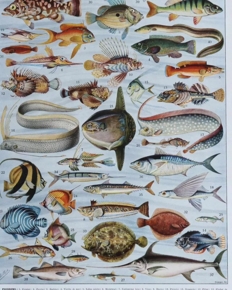 poissons, animaux marins