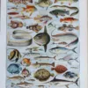 poissons, animaux marins