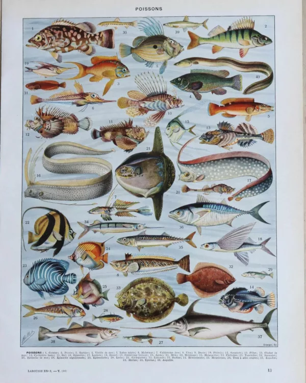 XX51932POIS-poissons-animaux-marins-A11 poissons, animaux marins