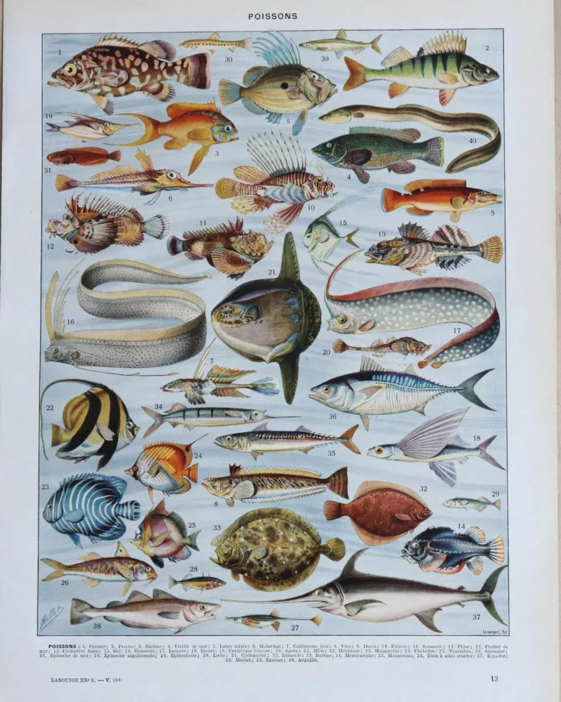 poissons, animaux marins