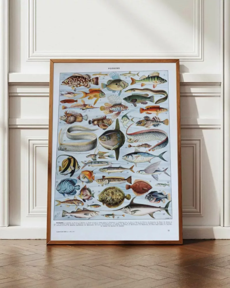 poissons, animaux marins