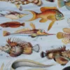 poissons, animaux marins