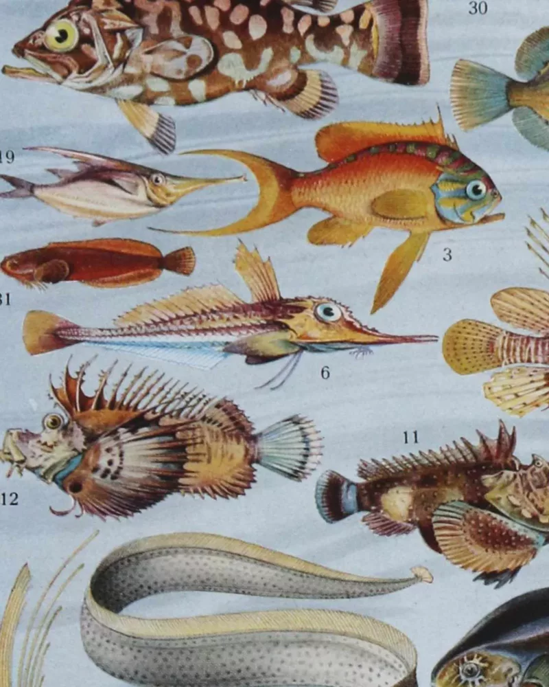 poissons, animaux marins