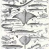 poissons, animaux marins