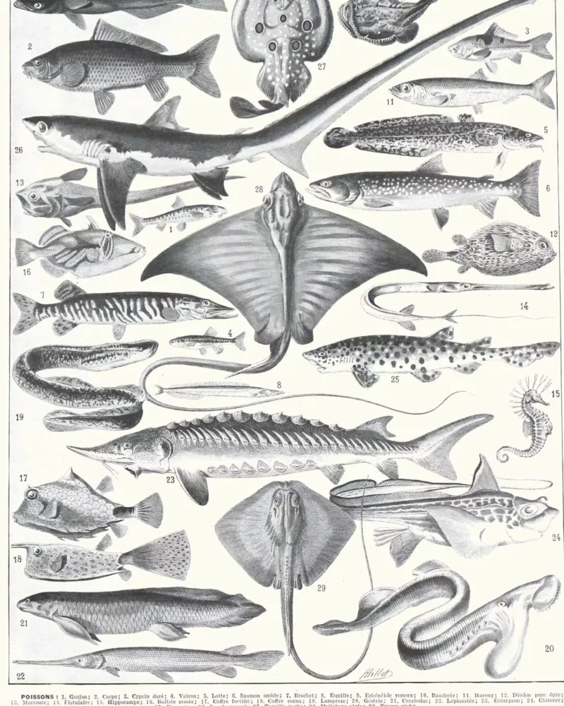 poissons, animaux marins