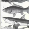 poissons, animaux marins