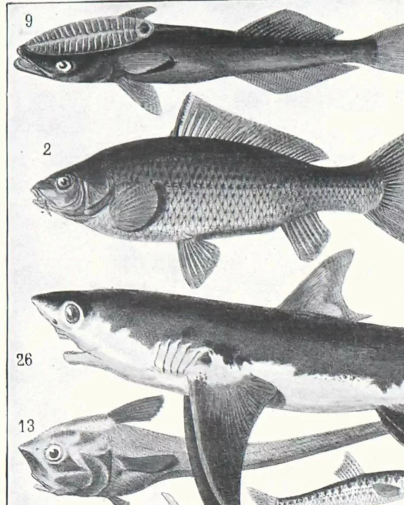 poissons, animaux marins