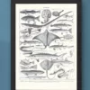 poissons, animaux marins