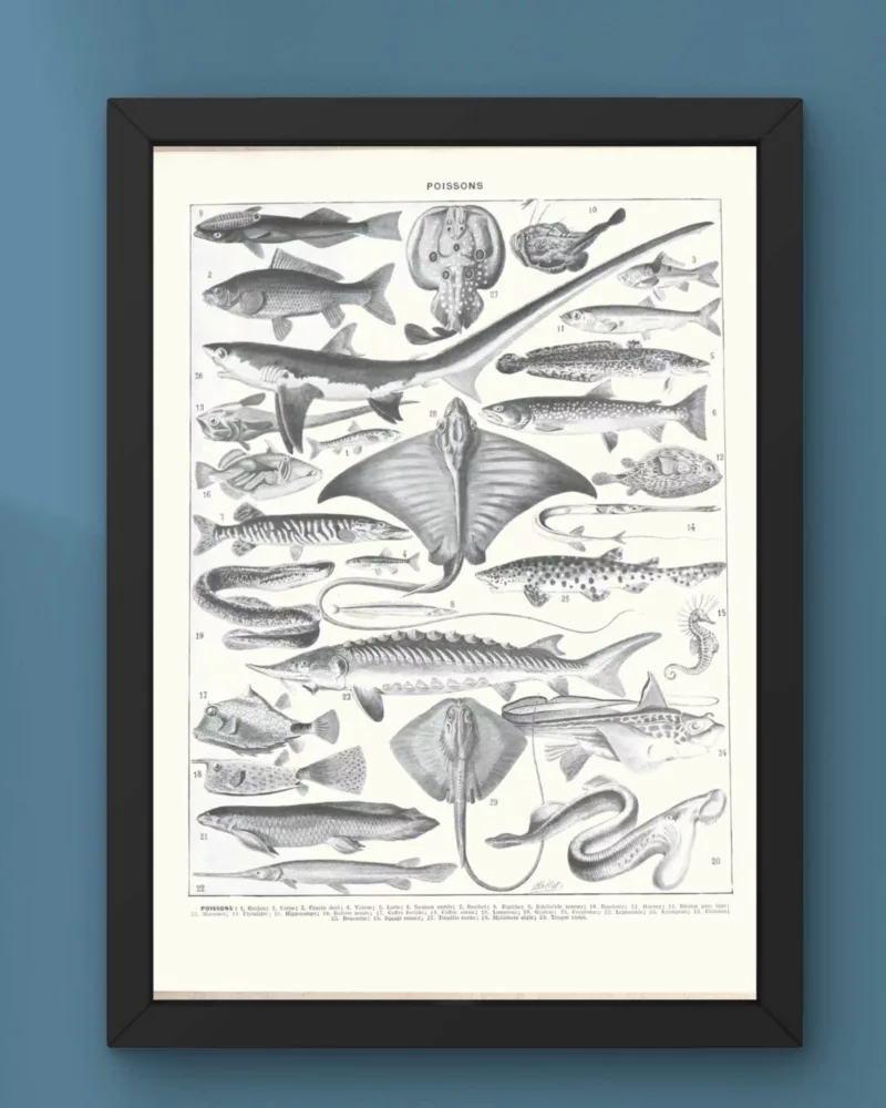 poissons, animaux marins