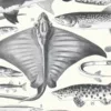 poissons, animaux marins