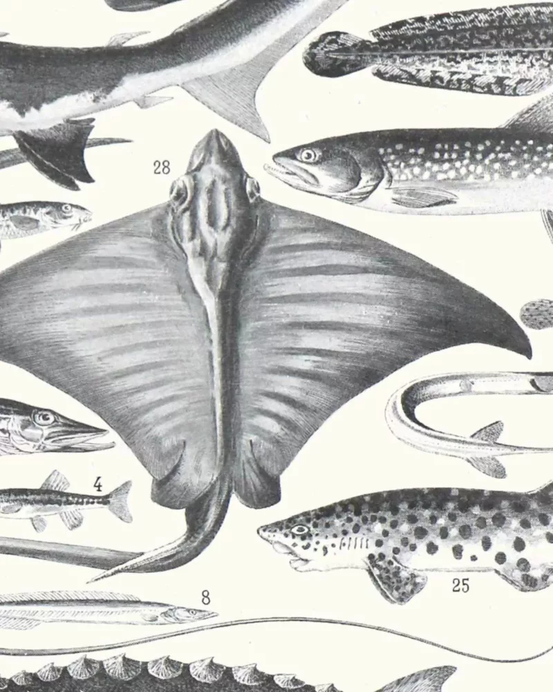 poissons, animaux marins