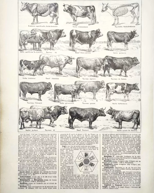 LU11922BOEU-R-boeufs Bœufs, vaches et taureaux de différentes races illustrés par Adolphe Millot, 1922