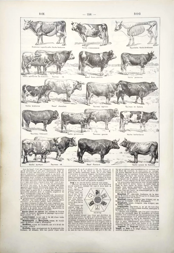 Bœufs, vaches et taureaux de différentes races illustrés par Adolphe Millot, 1922