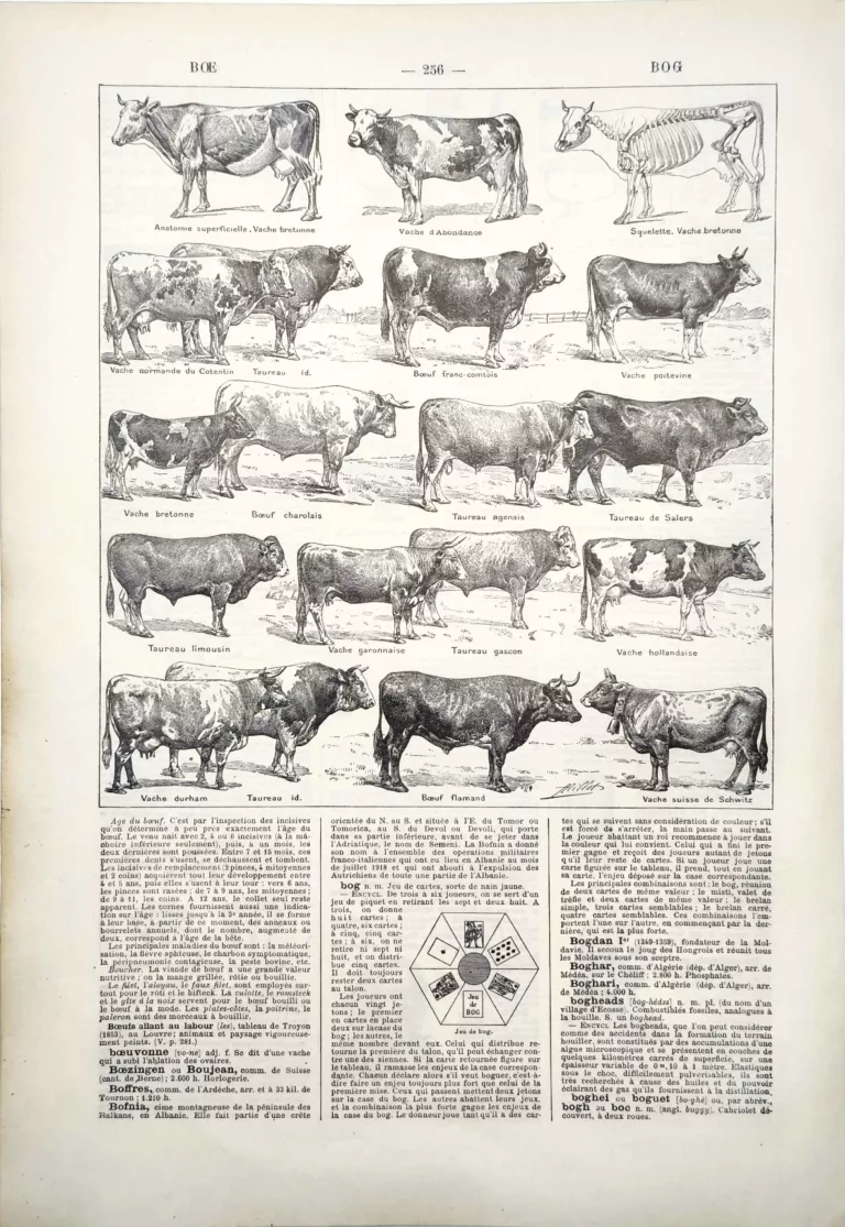 Bœufs, vaches et taureaux de différentes races illustrés par Adolphe Millot, 1922