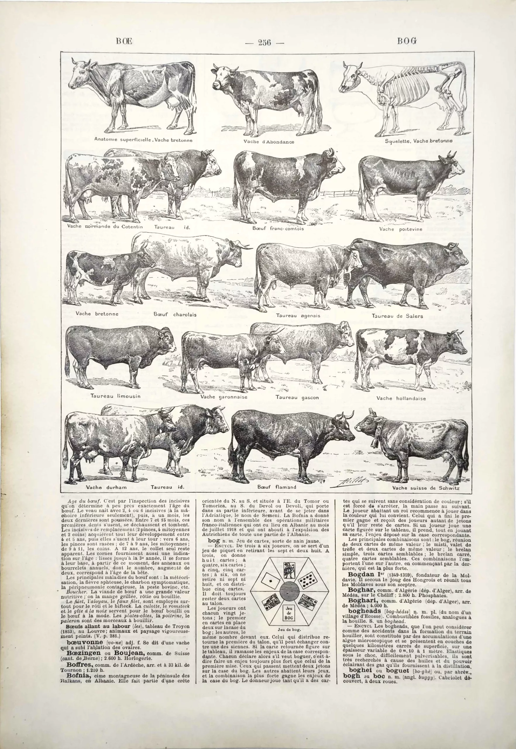 LU11922BOEU-R-boeufs Bœufs, vaches et taureaux de différentes races illustrés par Adolphe Millot, 1922