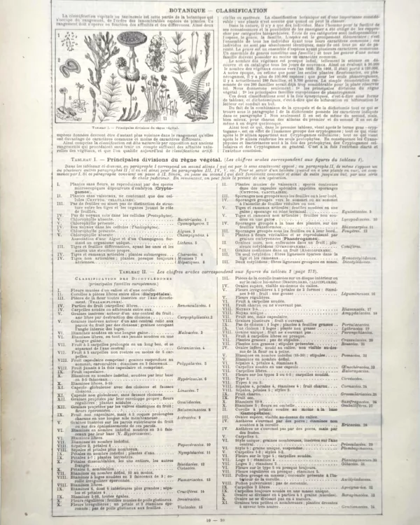 LU11922BOTA-R1-botanique Classification botanique et grandes divisions du règne végétal, planche scientifique de 1922