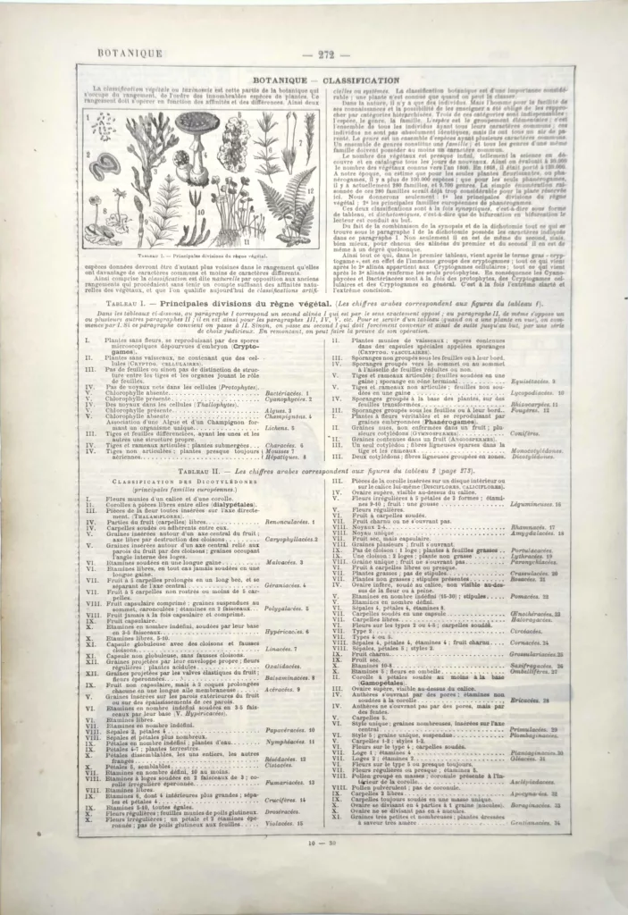 Classification botanique et grandes divisions du règne végétal, planche scientifique de 1922