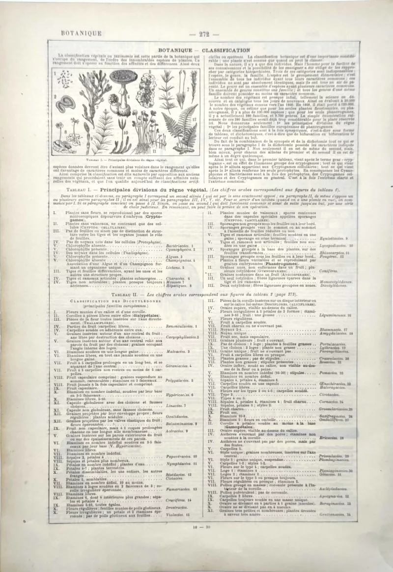 Classification botanique et grandes divisions du règne végétal, planche scientifique de 1922
