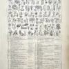 Fleurs, fruits et organes végétaux pour la classification botanique, planche de 1922
