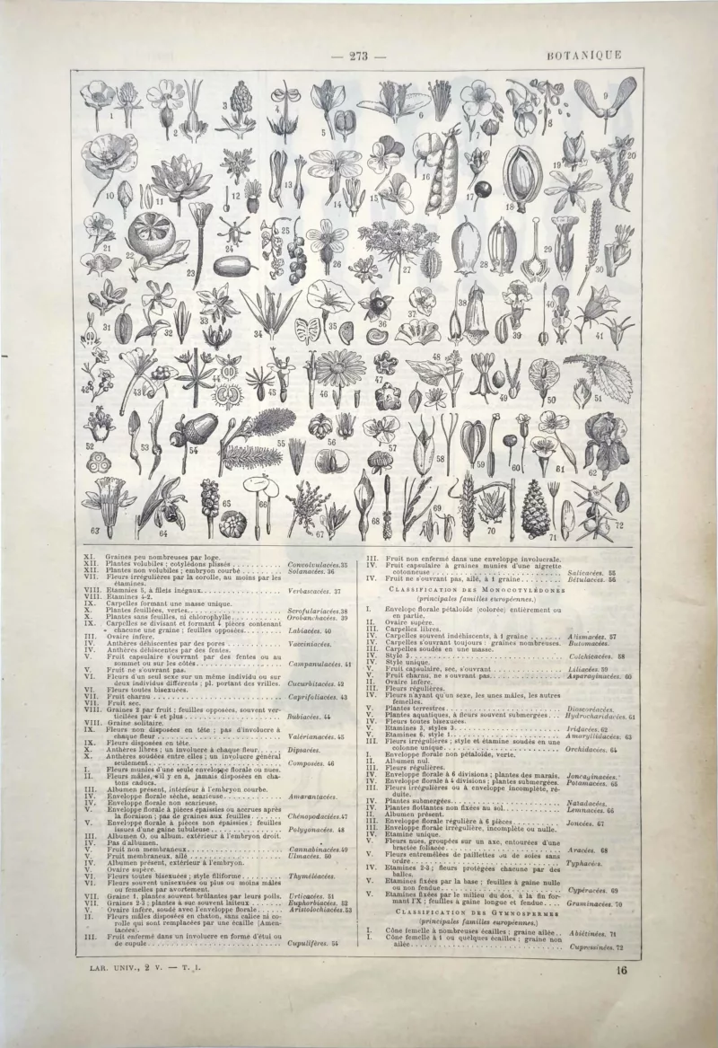 Fleurs, fruits et organes végétaux pour la classification botanique, planche de 1922