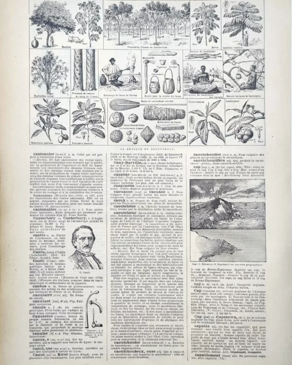 LU11922CAOU-R-caoutchouc Hévéa, plantes à latex et récolte du caoutchouc, planche encyclopédique de 1922