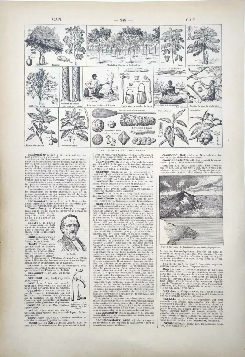 LU11922CAOU-R-caoutchouc Hévéa, plantes à latex et récolte du caoutchouc, planche encyclopédique de 1922