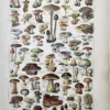LU11922CHAM-R-champignons Champignons comestibles et vénéneux en couleurs illustrés par Adolphe Millot, 1922