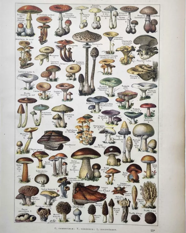 LU11922CHAM-R-champignons Champignons comestibles et vénéneux en couleurs illustrés par Adolphe Millot, 1922