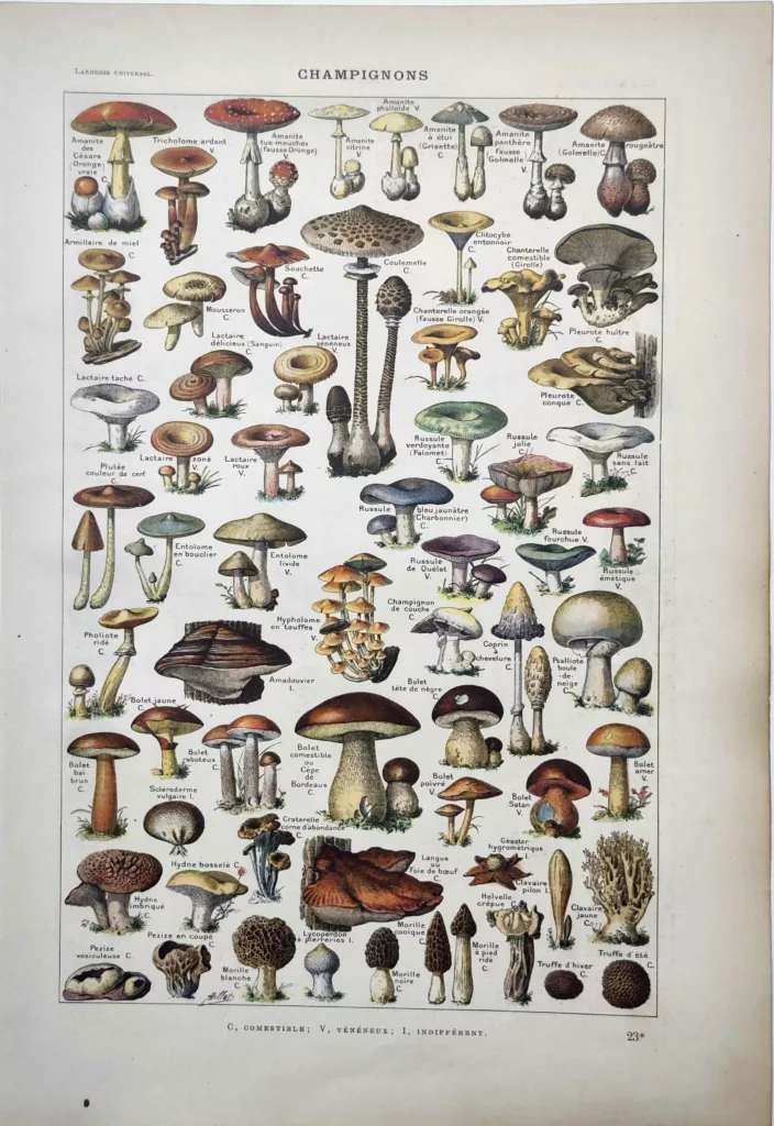 Champignons comestibles et vénéneux en couleurs illustrés par Adolphe Millot, 1922